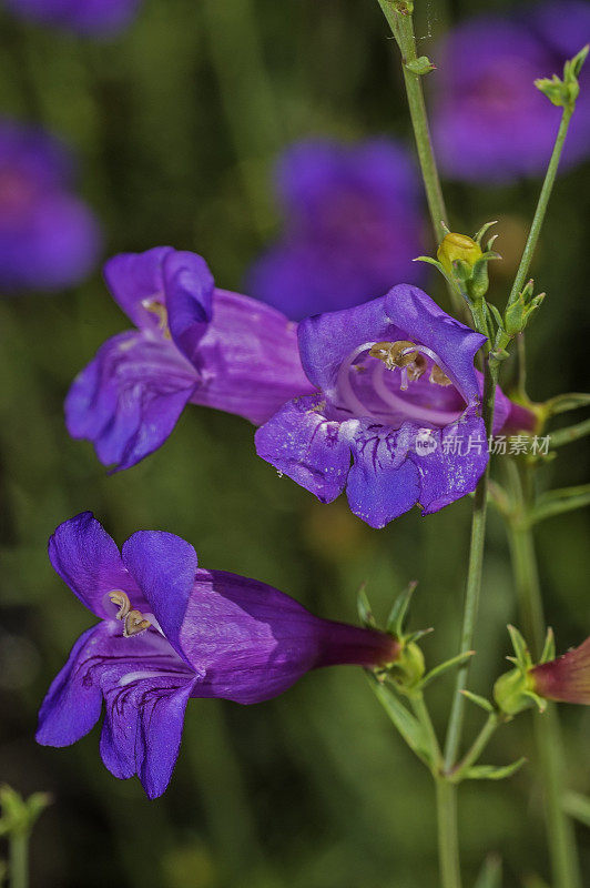 扁舌草是扁舌草的一种，俗称bunchleaf Penstemon、foothill Penstemon和foothill beardtongue。它是加州的地方病，发现于加利福尼亚州索诺马县的莫迪尼玛雅卡马斯保护区。Penstemon叫